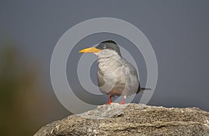 River tern or Indian River tern
