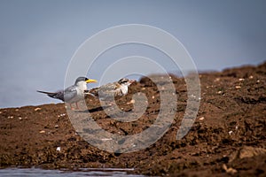 River tern and juvenile river tern