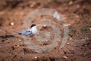 River tern on muddy ground