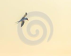 A River tern ready to dive in lake