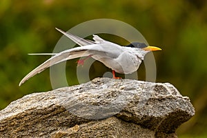 River Tern Standing on One Leg (Bird Yoga)