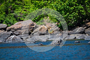 River tern or Sterna aurantia resting over rock in middle of chambal river in a beautiful blue water