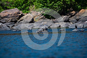 River tern or Sterna aurantia resting over rock in middle of chambal river in a beautiful blue water