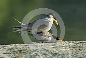 River terns pairing photo