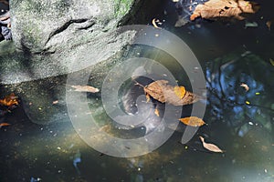 River terrapin or Labi - labi in Malay. Swimming in the pond