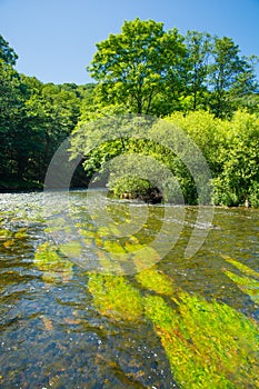 River thaya in Austria