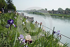 River Ticino in Pavia, Italy photo