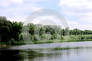 River Tisza in Hungary. Water and forest.