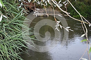 river tranquility