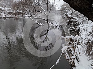 River and tree in vinter