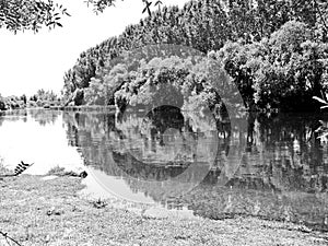 River with trees on black and white