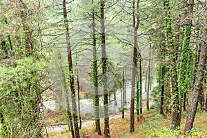 A river through the trees