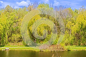 River and the trees in the park Kitchener, Ontario. photo