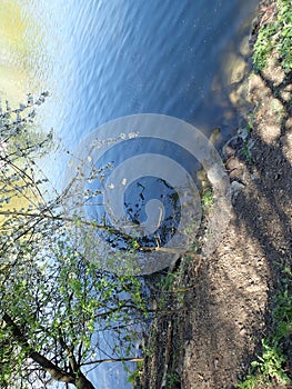 river and trees in the spring