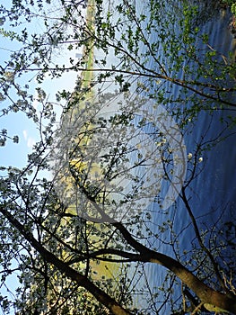 river and trees in the spring