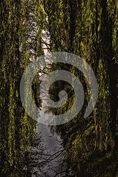 River through the trees