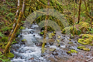 River tributary in forest photo