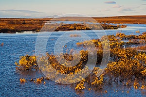 River in the tundra. Autumn season in the Arctic.