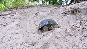 River Turtle Crawling on the Sand near Riverbank. Slow Motion