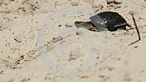 River Turtle Crawling on Sand to Water near Riverbank. Slow Motion 120 fps