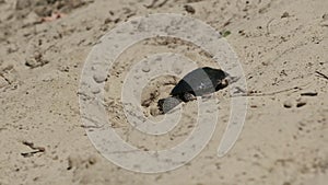 River Turtle Crawling on Sand to Water near Riverbank. Slow Motion 120 fps