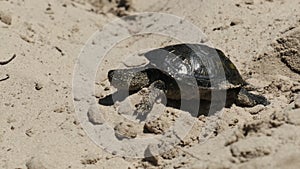 River Turtle Crawling on Sand to Water near Riverbank. Slow Motion