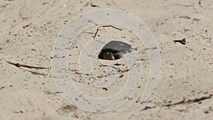 River Turtle Crawling on Sand to Water near Riverbank. Slow Motion