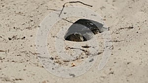 River Turtle Crawling on Sand to Water near Riverbank. Slow Motion