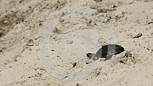 River Turtle Crawling on Sand to Water near Riverbank. Slow Motion 240 fps