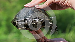 River Turtle in Female Hands on Background of Green River, Close-Up