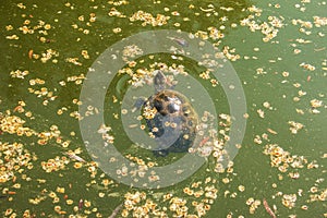 River turtle in the habitat. Turtle in the water and basking on the rocks