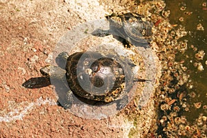 River turtle in the habitat. Turtle in the water and basking on the rocks