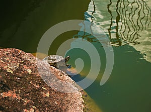 River turtle in the habitat. Turtle in the water and basking on the rocks