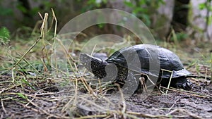 River Turtle Lies on the Ground, Close-Up