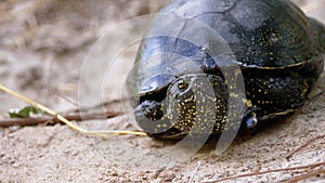 River Turtle Lies on Sand. European pond turtle Emys orbicularis. Slow Motion.