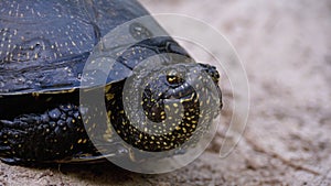 River Turtle Lies on Sand. European pond turtle Emys orbicularis. Slow Motion.