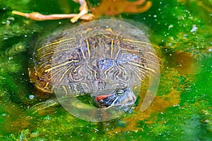 The river turtle swims in the lake