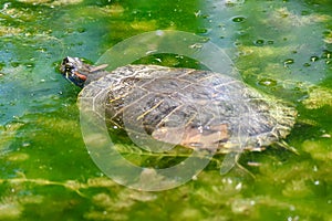 The river turtle swims in the lake