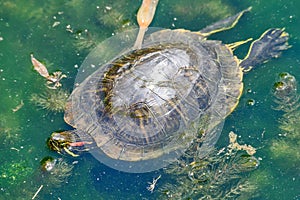 The river turtle swims in the lake