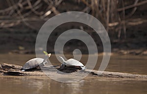 River Turtles and Butterfly