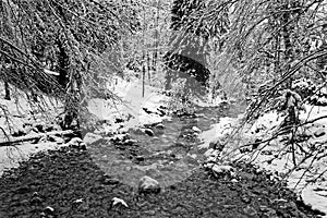 A river under the snow in Chartreuse Black and white