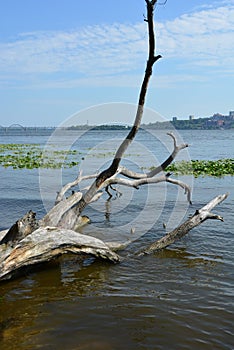 River unusual background with a yellow squeak and green plants on the banks of the Dnieper River.