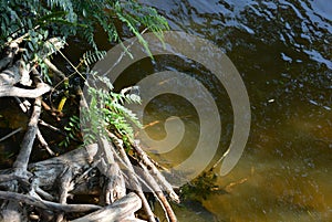 River unusual background with a yellow squeak and green plants on the banks of the Dnieper River.