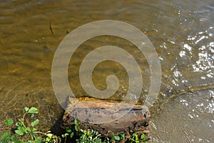 River unusual background with a yellow squeak and green plants on the banks of the Dnieper River.