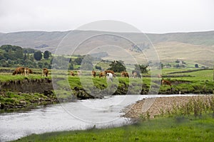 Cattle Grazing near Hawes village in the Yorkshire Dales