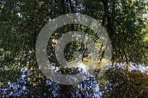 River vegetation water reflection tree branches