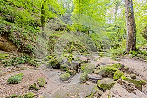 River with very little water with moss covered stones among wild vegetation, green trees