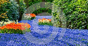 River of vibrant blue muscari grape hyacinths and red tulips at Keukenhof Gardens, Lisse, South Holland