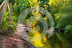 River with vibrant yellow and green colors in a lush rain forest in the tropical undergrowth