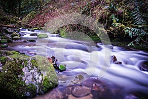 A river view near McDowell Falls, Oregon